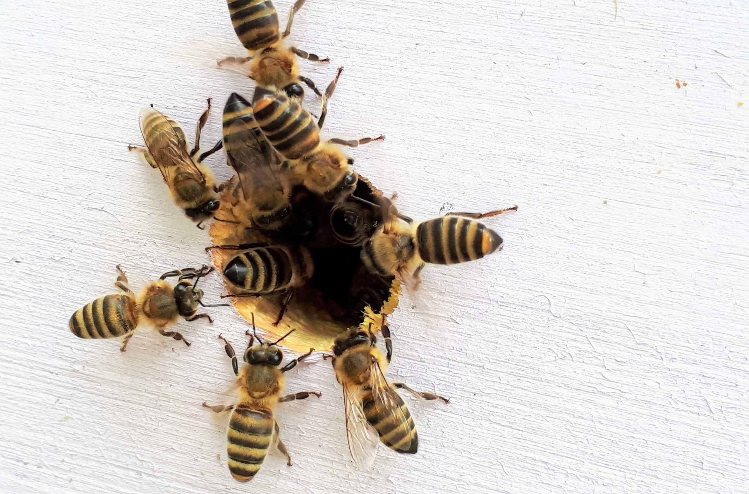 Busy Bees boba-jaglicic-EmwhXkCiMiA-unsplash