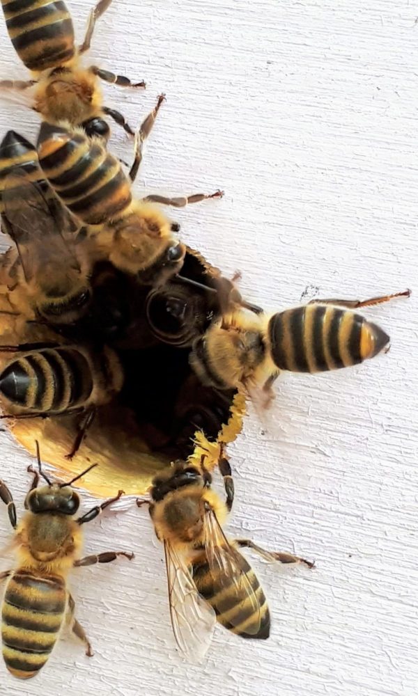 Busy Bees boba-jaglicic-EmwhXkCiMiA-unsplash